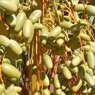 العلا قرية أمتان