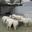 طليان حريه جبر وسط وصغير