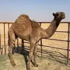 قعود فالسعيره