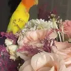 للبيع ببغاء الروز اصفريكو اليف جدا