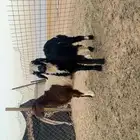 هرافى خروف ورخل