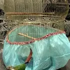 طير كنيور اليف جدا