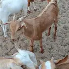 عدد 6 تيوس جنوبيه