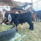 تيس