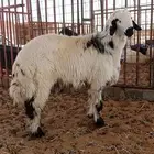 حري فاخر جزل