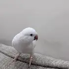 للبيع كويكر ألبينو