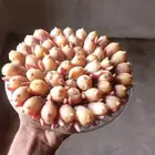 دخل صيد الموسم طازج حق الديره الصحن ب 220