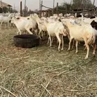 ضان دفيع سليمه جميع العيوب