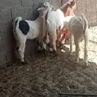 ثلاث تيوس مطوره