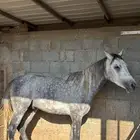 حصان مهر شعبي