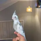 كروان هولندي اليف