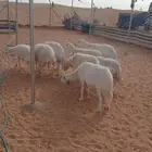 10 روس شياه حريه