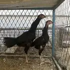 دجاج ألاماني هزاز