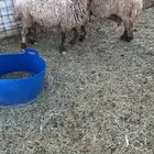 غنم نعيم تمات للبيع مبيوعه عياله