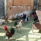 دجاج