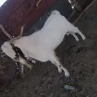 للبيع تيس