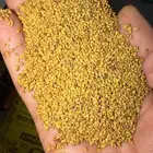 برسيم حساوي