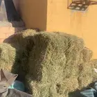 للبيع لعف صافي