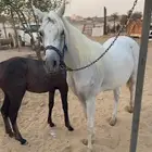 مزاد هجر لبيع الخيل