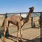 هجن