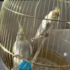 للبيع جوز كروان