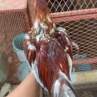 ديك بكستاني و انثى بكستاني كلهم سندي