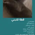 قطه برتش للتبني