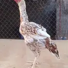دجاجه سنديه فوليا