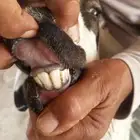 خروف حري فحل مشروط