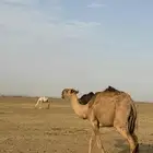 قعود على حراق لقي