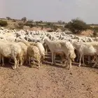 ضان حريات مقنوي