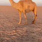 ناقه رباع ملاقي