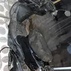 دباب بطه اسود للبيع