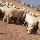 غنم حريه مراح واحد