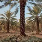 نخل طوال