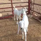 2 جفرات توام شحم ولون العمر 5 شهور