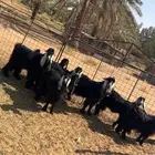 معزاء صنف وطيبات