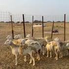 حريات صنف نوادر