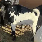 2 تيوس ذبائح سمان عمرها شهرين تقريبا  750