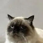 قطه هملايا