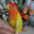 للبيع ببغاء روز