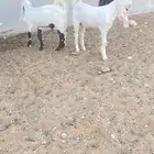 تيوس للبيع