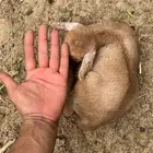 جفره قزميه