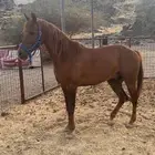 حصان للبيع