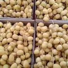 تمر خراف مناصيف وبرحي