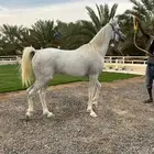 رنية   الخرمة بيشة خيل