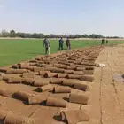 نجيل طبيعي