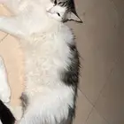 قطة شيرازي للتبني