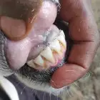 المشاعله