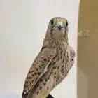 للبيع ثلاث بواشق